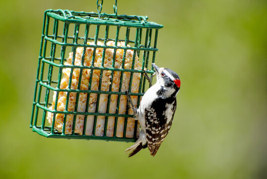A Downy Woodpecker Feeding from the Side of a Suet Feeder	