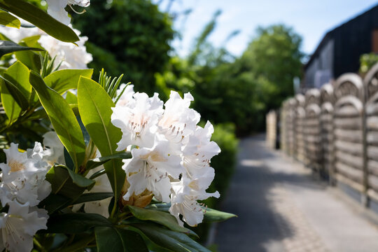 Rhododendron in bloom in the yard of the house, on a sunny day. Beautiful evergreen shrub with white flowers and green leaves.