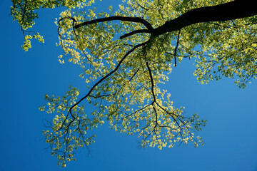 Korona drzewa z pozycji człowieka, soczysta wiosenna zieleń. Słoneczny dzień z niebieskim...