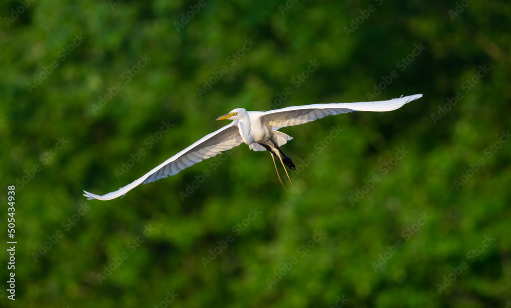 Poster Beautiful shot of a great egret flying