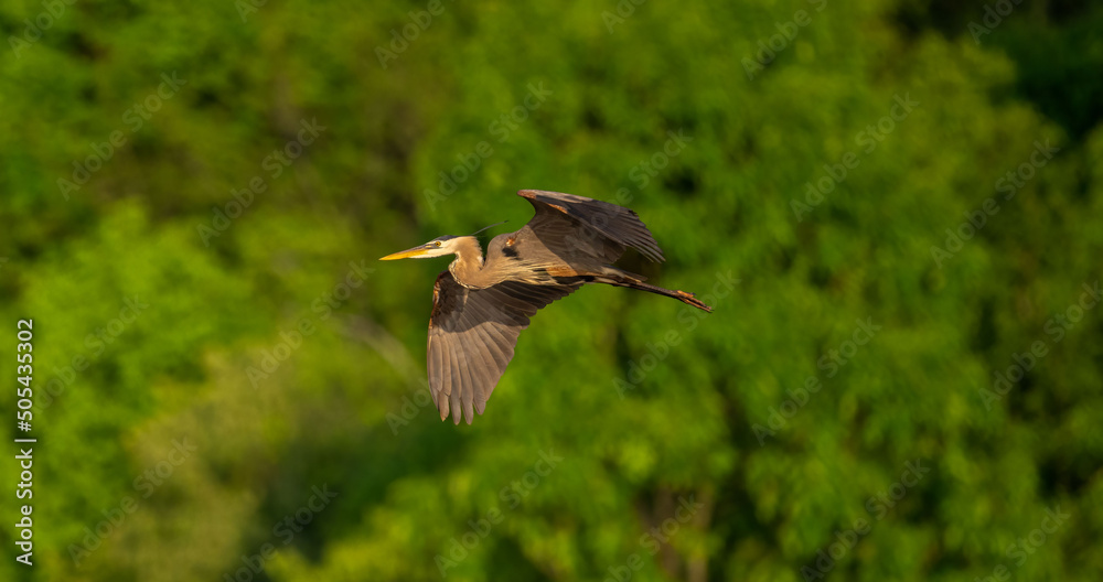 Sticker beautiful shot of a great blue heron flying