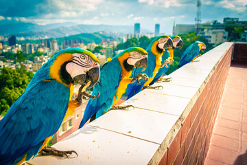 Beautiful Blue and yellow macaws standing on balcony fence in a line in Caracas, Venezuela
