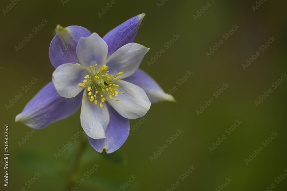 Canvas Prints beautiful shot of a purple flower