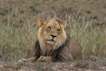 Black-maned Lion in the Kgalagadi, South Africa