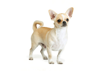 Portrait of cute chihuahua dog standing, attentively looking, posing isolated over white studio background. Looks delightful