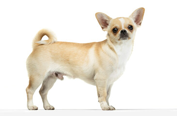 Portrait of cute chihuahua dog standing, attentively looking, posing isolated over white studio...