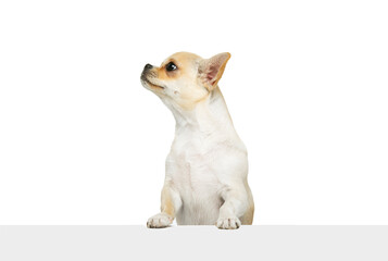 Portrait of cute chihuahua dog standing on hind legs, looking away, posing isolated over white studio background