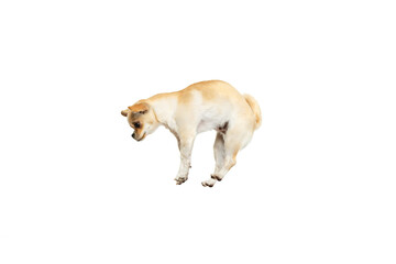 Funny studio shot of cute chihuahua dog jumping, posing isolated over white studio background. Playful, active pet