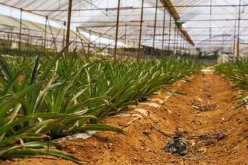 Pineapples grown in a greenhouse in an orchard