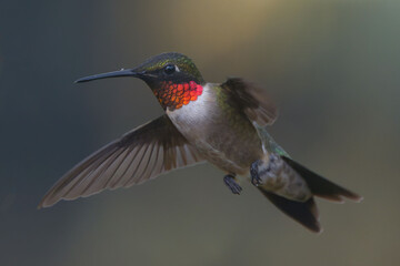 Beautiful shot of a Ruby-throated hummingbird © Dack Johnson/Wirestock Creators