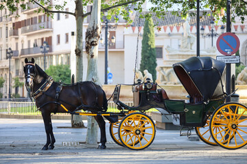 Seville Horse and Carriage Ride. Horse. Carriage. Horse carriage. Traveling in Sevilla.