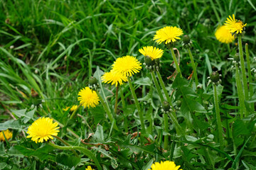 Yellow flowering dandelions. Green grass. Summer background