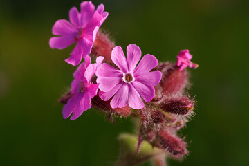 Closeup shot of blooming pink red campion flowers