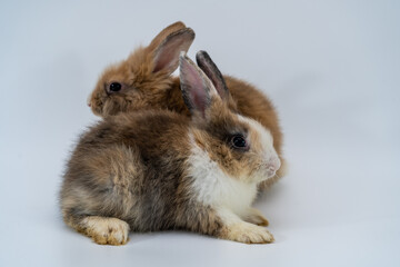Two lovely brown rabbit isolated sitting on white background.