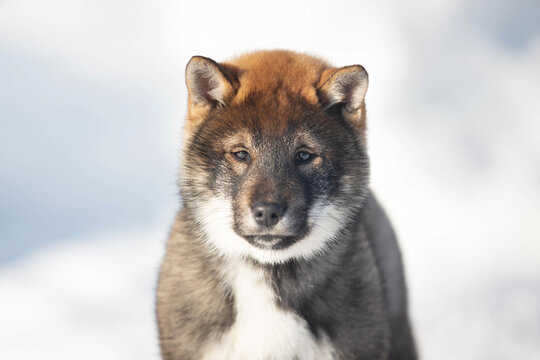 Close-up Portrait Of An Shikoku Puppy In Winter. Shikoku Ken Puppy. Kochi-ken Dog. Headshot