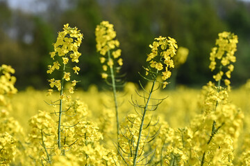 Fototapeta premium environnement ecologie bio colza agriculture culture jaune