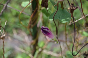 Purple Morning Glory Spiral