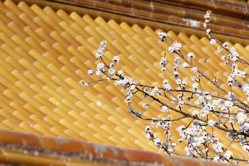 Branches with blooming flowers in Forbidden City, Beijing, China