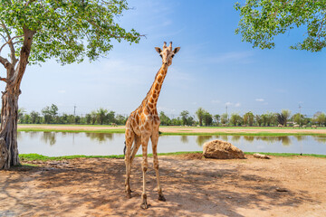 Giraffe walking in outdoor park,The giraffe is a mammal of the family Giraffidae, a long-necked...