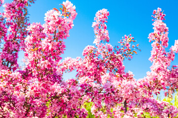 Fototapeta na wymiar Apple tree in bloom. Pink floral background