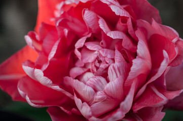 A curly pink tulip up close. Macro.