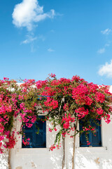 Pink bougainvillea over blue windows of a greek house