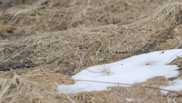 Moose shit on dry grass. Spring in the forest.