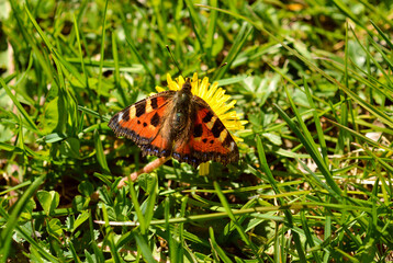 a colorful butterfly on a dandelion flower with grass around in natural light