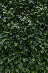 Background image of monstera plants with vertical arrangement of pots.