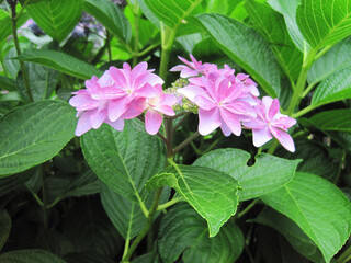 Pink hydrangea