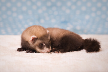 Standard color dark six weeks old ferret baby posing