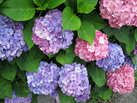 Close-up photo of a blue-purple and pink hydrangea flower