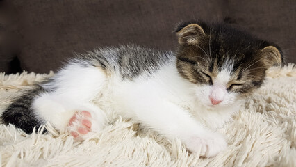 Fototapeta na wymiar the little kitten is tired and sleeps on a soft sofa