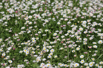 Field of daisies on a sunny day, partially out of focus