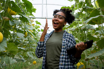 Black African gardeners grow and care for organic fruit in the greenhouse. Afro female using tablets and technology for management in the Melon farms.Female with black skin farm owner and success. - obrazy, fototapety, plakaty
