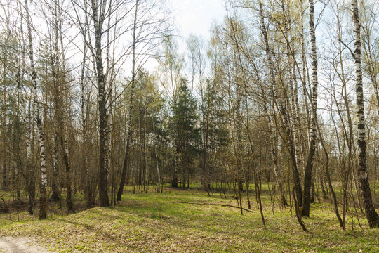 Sunny day in May, centeral Russia. Sky. Clouds. Bare trees - birches and pines.