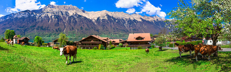 Traditional Swiss countryside. Scenic landscape with cows in green pastures (meadows) surrounded by...