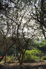 Branches of a large tree in the park in autumn