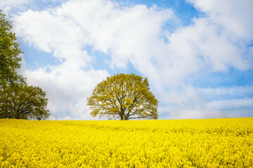 Fototapeta na wymiar Tree in a yellow canola field