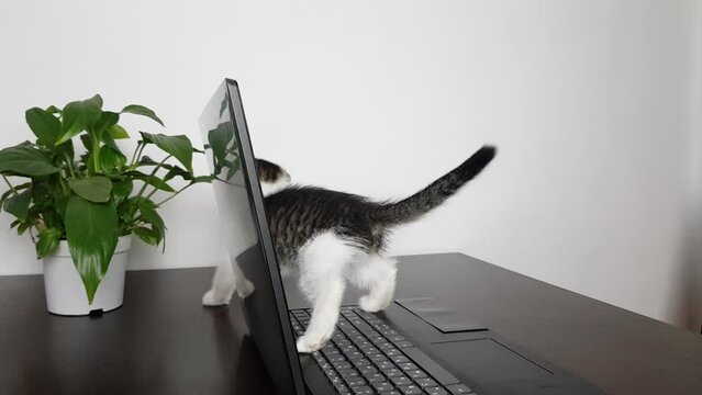 a cute little lop-eared kitten is playing with a laptop screen on the table.