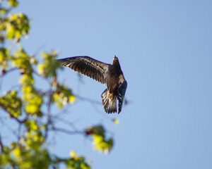 juvenile eagle in flight