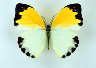 Yellow white butterfly Nepheronia aglia female isolated on white. Pieridae. Collection butterflies. Lepidoptera. Entomology.