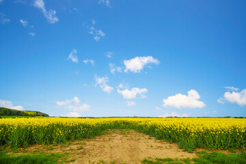 Fototapeta na wymiar Dry soil at a canola field in a rural landscape