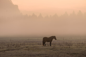 Horses on the meadow in the early morning by the river. Rolling fog and mist create beautiful atmosphere. 