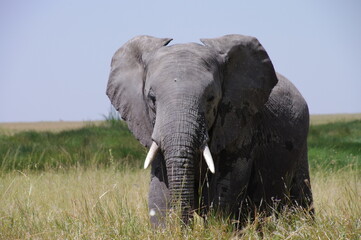 Fototapeta na wymiar Elephant at Serengeti