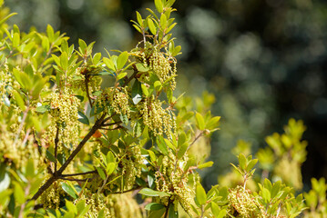 Flowers and young leaves of Quercus phillyreoides (Acorn tree)