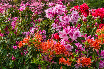 Obraz premium Glorious Home Garden Close-up