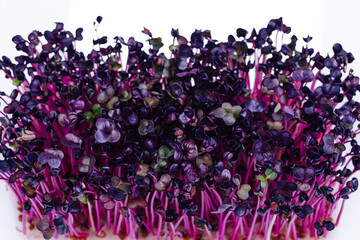 purple radish microgreens sango
