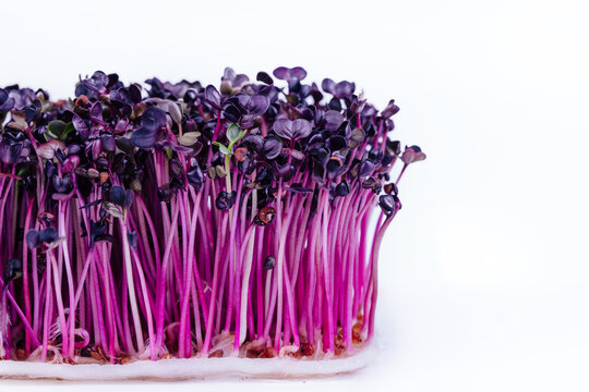 purple radish microgreens sango