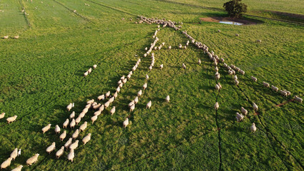 Beautiful aerial view of a group of sheep walking in lines in a farm in Victoria, Australia